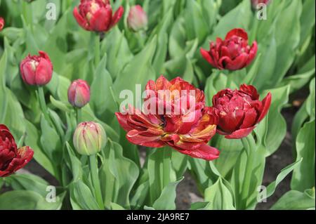 Dark red peony-flowered Double Early tulips (Tulipa) Nachtwacht bloom in a garden in March Stock Photo