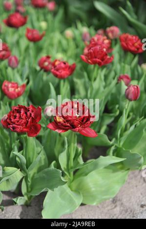 Dark red peony-flowered Double Early tulips (Tulipa) Nachtwacht bloom in a garden in March Stock Photo
