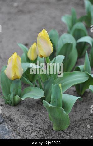 Yellow Fosteriana tulips (Tulipa) Natura Artis Magistra bloom in a garden in March Stock Photo