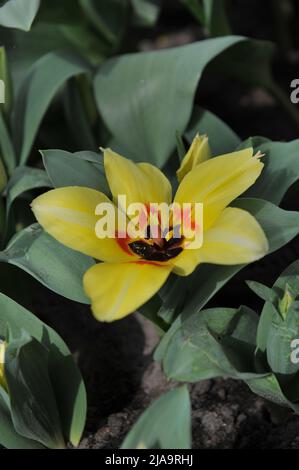 Yellow Fosteriana tulips (Tulipa) Natura Artis Magistra bloom in a garden in April Stock Photo