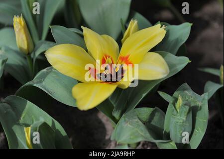 Yellow Fosteriana tulips (Tulipa) Natura Artis Magistra bloom in a garden in April Stock Photo