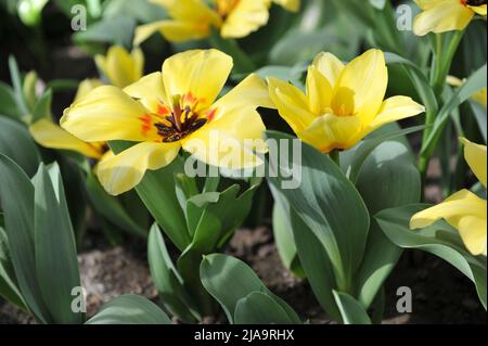 Yellow Fosteriana tulips (Tulipa) Natura Artis Magistra bloom in a garden in April Stock Photo