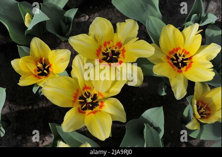 Yellow Fosteriana tulips (Tulipa) Natura Artis Magistra bloom in a garden in April Stock Photo