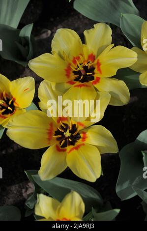 Yellow Fosteriana tulips (Tulipa) Natura Artis Magistra bloom in a garden in April Stock Photo