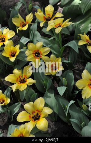 Yellow Fosteriana tulips (Tulipa) Natura Artis Magistra bloom in a garden in April Stock Photo