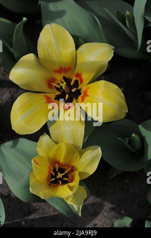 Yellow Fosteriana tulips (Tulipa) Natura Artis Magistra bloom in a garden in April Stock Photo