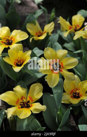 Yellow Fosteriana tulips (Tulipa) Natura Artis Magistra bloom in a garden in April Stock Photo