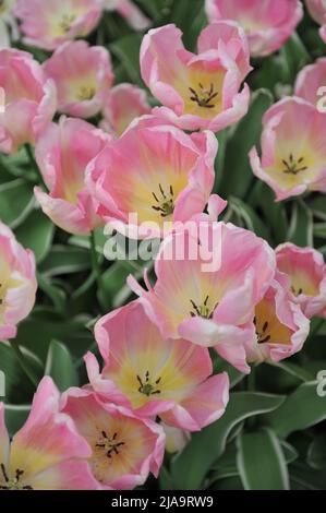 Pink Triumph tulips (Tulipa) New Design with variegated leaves bloom in a garden in April Stock Photo