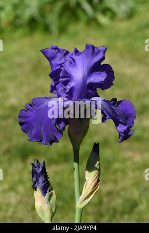 Iris, Die Schwertlilie ist eine wild wachsende Blume mit blauen Blueten. The iris is a wild flower with blue flowers. Stock Photo