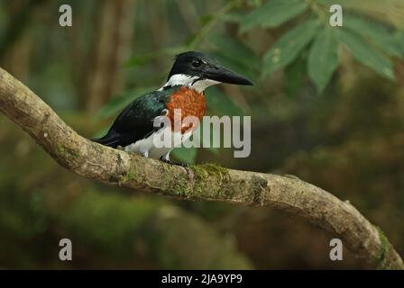 Amazon Kingfisher (Chloroceryle amazona) adult male perched on branch Cano Negro, Costa Rica                   March