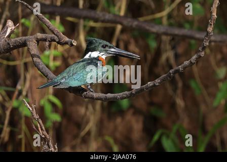 Amazon Kingfisher (Chloroceryle amazona) adult male perched on branch Cano Negro, Costa Rica                               March