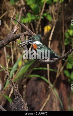 Amazon Kingfisher (Chloroceryle amazona) adult male perched on branch panting Cano Negro, Costa Rica                               March