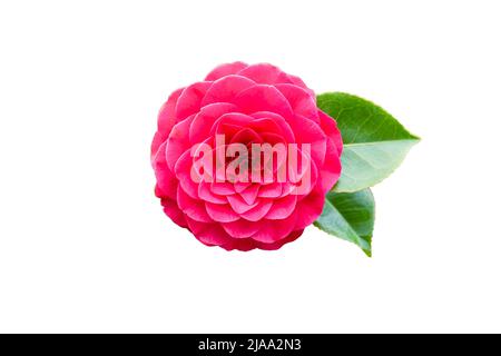 Pink camellia flower isolated on white background Stock Photo
