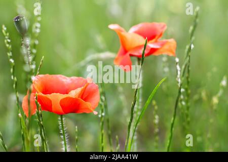 Red poppies in field. Flowers on green background. Nature Stock Photo