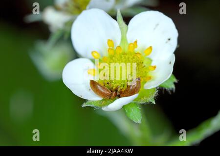 The raspberry beetle (Byturus tomentosus) on damaged flower buds of strawberries. It is a beetles from fruitworm family Byturidae. Stock Photo