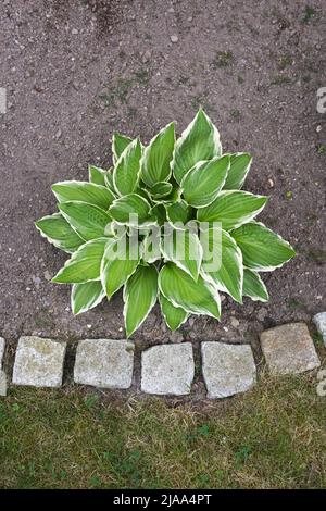 Hosta Sagae, Funkia, known as plantain lilies or giboshi plant with green leaves in a garden Stock Photo