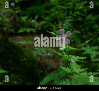 Cranesbill geranium renardii. Wild flower in the forest surrounded by wild plants and green foliage. Stock Photo