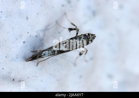 A tiny moth resting on the wall of a building. Stock Photo