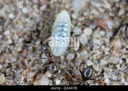 Ants rescuing larvae after uncovering an anthill in the garden. Stock Photo