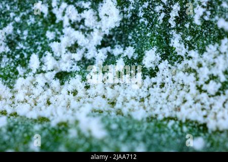 Primary infection of powdery mildew Podosphaera leucotricha on apple leaves at high magnification. Stock Photo