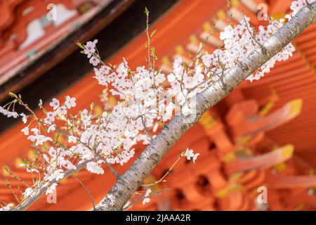 Hokoku Shrine aka Toyokuni Shrine Five-Story Pagoda with cherry blossom 厳島神社 五重塔 Miyajima Island aka Itsukushima, Hiroshima Bay, Western Honshu, Japan Stock Photo