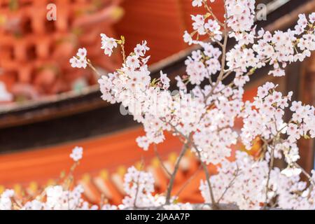 Hokoku Shrine aka Toyokuni Shrine Five-Story Pagoda with cherry blossom 厳島神社 五重塔 Miyajima Island aka Itsukushima, Hiroshima Bay, Western Honshu, Japan Stock Photo