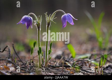 Snowdrops in the forest in spring closeup. Dream herb. Flowers of the  Pulsatilla Patens. First spring april blue sleep grass flowers. Stock Photo