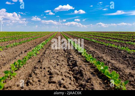 Low angle view among young soybean crop, lined rows, large wind power turbines are standing in background of agricultural field, turning and generatin