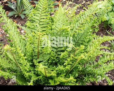 The UK native fern Dryopteris filix mas 'Cristata the King' growing in a raised bed Stock Photo
