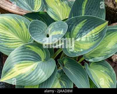 The striking green and pale yellow leaves of Hosta June Stock Photo