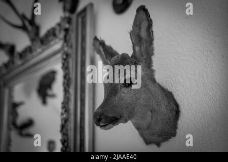 on the walls hang various stuffed hunting trophies Stock Photo