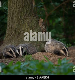 European Badgers / Europaeische Dachse ( Meles meles ), young animals, cubs, playing under a tree, close to the badger set, wildlife Europe. Stock Photo