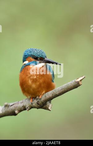 Eurasian Kingfisher / Eisvogel  ( Alcedo atthis ), male bird in spring, perched on a branch, frontal view, watches aside, wildlife, Europe. Stock Photo