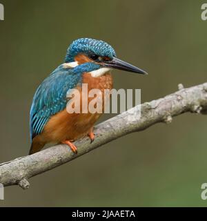 Common Kingfisher / Eisvogel  ( Alcedo atthis ), male in spring, perched on a branch above the the riverside, detailed close-up, wildlife, Europe. Stock Photo