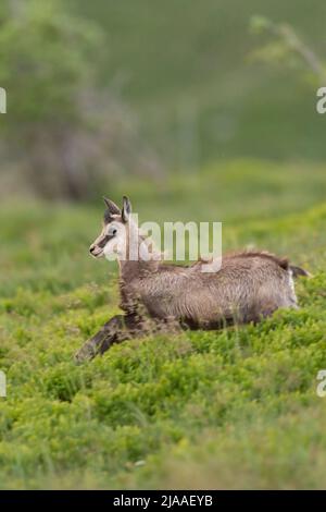 Chamois / Gaemse ( Rupicapra rupicapra ) young adolescent, running down towards the valley, playful, full of joy, jumping over fresh green low shrubs, Stock Photo