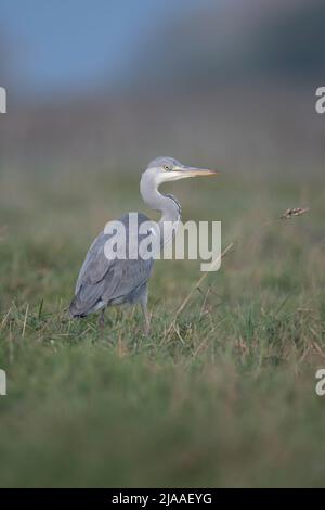 Grey Heron / Graureiher ( Ardea cinerea ), standing in high grass of a meadow, watching around attentively, soft light, nice backside view, Europe. Stock Photo