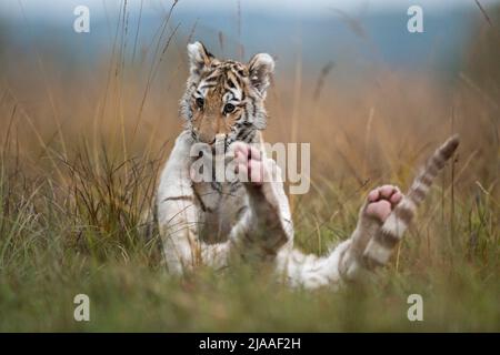 Royal Bengal Tigers / Koenigstiger ( Panthera tigris ), young siblings, playing, wrestling, romging in high grass, typical natural surrounding, funny Stock Photo