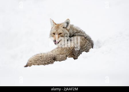 Coyote / Kojote ( Canis latrans ) in winter, lying in high snow, resting, licking its tongue, watching attentive, Yellowstone NP, USA. Stock Photo