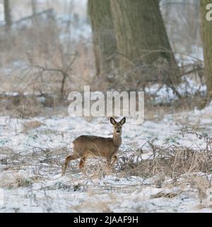 Roe Deer / Reh ( Capreolus capreolus ), male, buck in winter, in typical surrounding, watching attentively, wildlife, Europe. Stock Photo