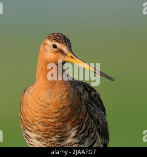 Black-tailed Godwit / Uferschnepfe ( Limosa limosa) in breeding dress, frontal close-up, headshot, detailed portrait, endangered wader bird, wildlife, Stock Photo