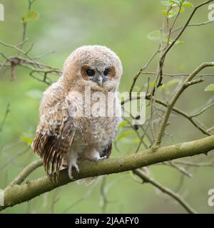 Tawny Owl / Waldkauz ( Strix aluco ), baby owl, owlet, young chick, perched on a branch, its dark brown eyes wide open, looks cute, wildlife, Europe. Stock Photo