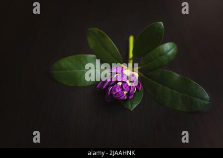 Purple azalea flower with leaves on a wooden black background. Rhododendron on a dark background. Stock Photo