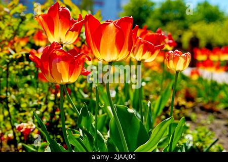 Wonderful red yellow tulips planted in a row in a city park Stock Photo