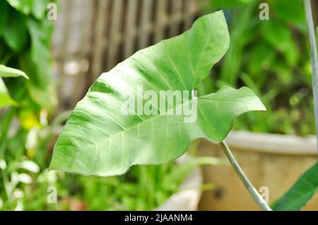xanthosoma sagittifolium, malanga or xanthosoma or Colocasia plant Stock Photo