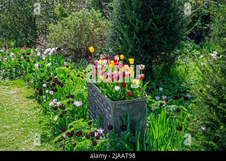 Tulip border Stock Photo