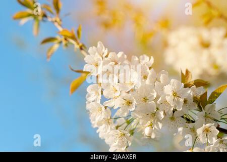 White Cherry blossom in the spring warm day. Beautiful nature scene with blooming tree and sun flare. Spring flowers. Beautiful Orchard. Springtime Stock Photo