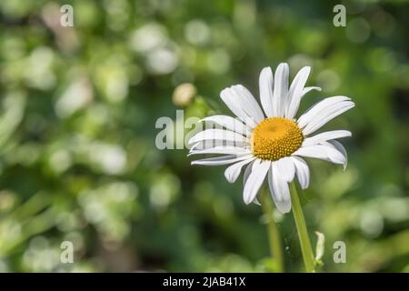 Close-up shot of single white flower of Oxeye Daisy / Leucanthemum vulgare in sunshine. Oxeye Daisy once used as medicinal plant in herbal remedies. Stock Photo