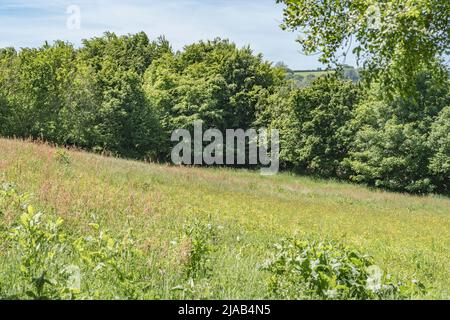 UK pasture field, grazing or hay field in early summer sun. Focus on treeline and horizon of grass. For UK farming and agriculture, agricultural weeds Stock Photo