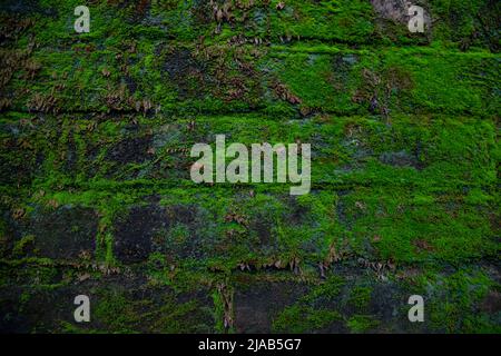 Green moss on the old brick wall has an abstract background texture Stock Photo