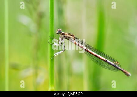 Dragonfly hold on dry branches and copy space .Dragonfly in the nature. Dragonfly in the nature habitat. Beautiful nature scene with dragonfly outdoor Stock Photo